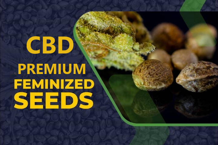 CBD Seeds