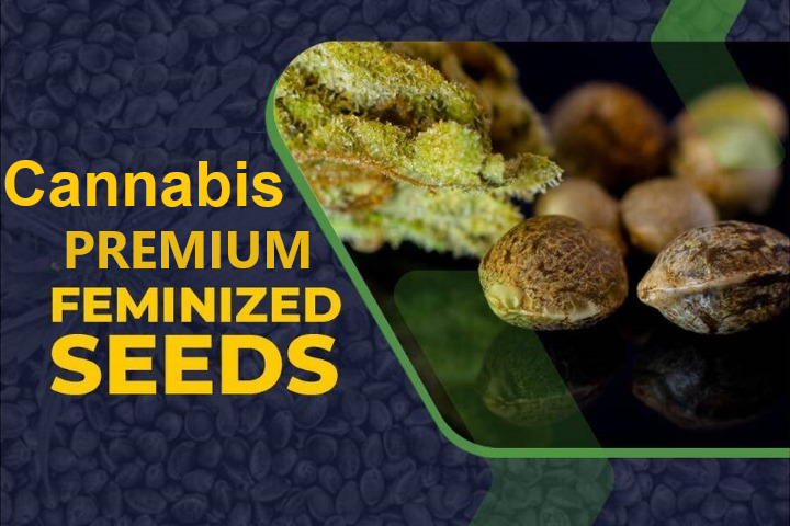 Cannabis Seeds