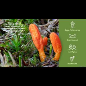 Cordyceps